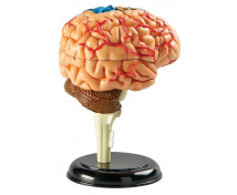 Mini model - mozog