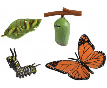 Životný cyklus - Motýľ