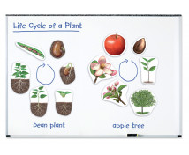 Životný cyklus rastliny