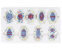 Model meiózy a mitózy živočíšnej bunky