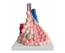 Ľudské alveoly