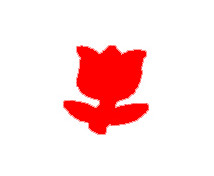 Dierkovače Tulipán