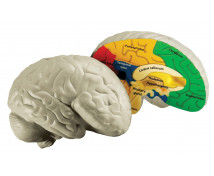 Mozog - penový model