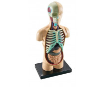 Minimodel - ľudské telo