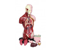 Model - ľudské torzo 27cm