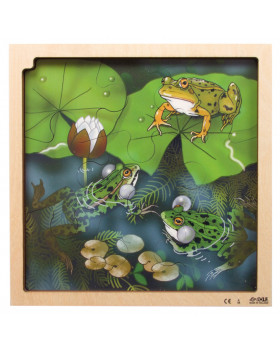 Vrstvové puzzle - Životný cyklus žabky