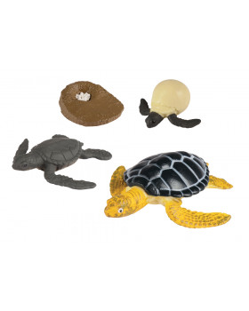 Životný cyklus - Morská korytnačka