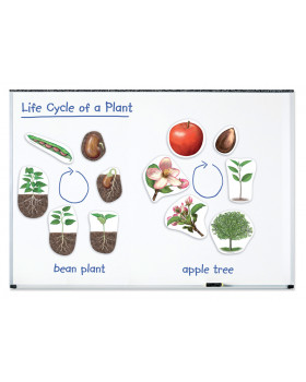 Životný cyklus rastliny