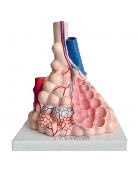 Ľudské alveoly