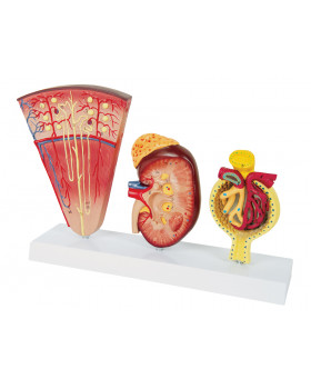 Model obličiek a glomerulov