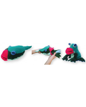 Maňušky vývoj - žubrienka/žaba