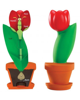 Tulipán - model