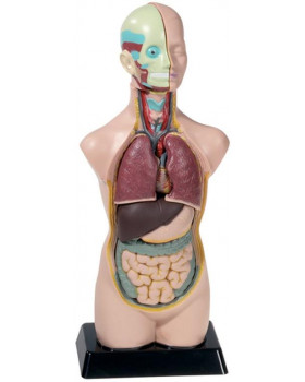 Model - ľudské torzo, 50cm