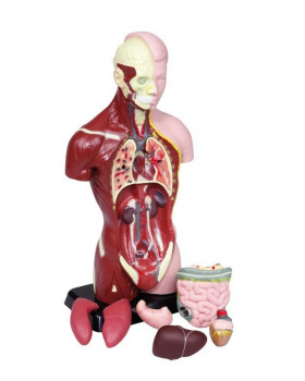 Model - ľudské torzo 27cm